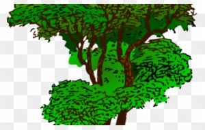 Rainforest Plants Clip Art - Advice From A Tree Poem