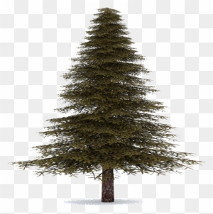 Fir-tree - Evergreen Fir Tree