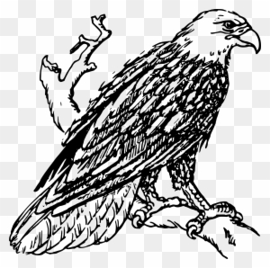 Bald Eagle Clip Art At Clker - Outline Image Of Eagle