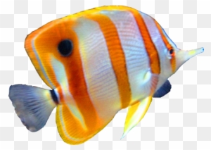 Hd Fish Image In Our System Image - Science Fusion Grade 1 Test