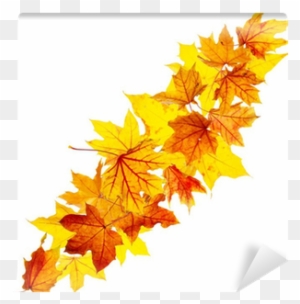 Falling Autumn Maple Leaves Isolated On White Background - Maple Leaf