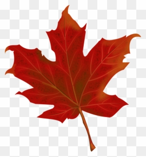 Pictures Of Maple Leaves 28 Buy Clip Art Folha De Outono Png Free Transparent Png Clipart Images Download