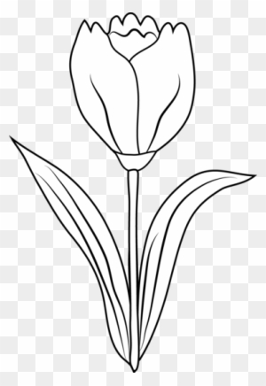 Leaf Of Tulip Tree - Tulip Black And White - Free Transparent PNG ...
