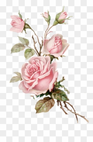 Vintage Pink Rose Png Cut Out From An Old Postcard - Vintage Pink Rose Png