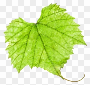 Grape Leaf Png