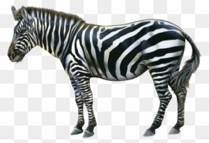 Happy Zebra, Transparent PNG Clipart Images Free Download - ClipartMax