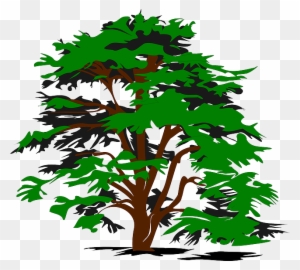 Plant Tree, Color, Green, Nature, Plant - Cedar Tree Clip Art