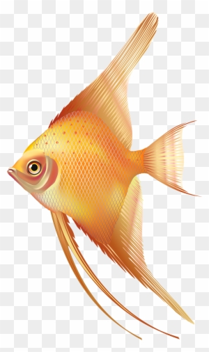 Nice Exotic Fish Png Clipart - Fresh Water Aquarium Fish Png