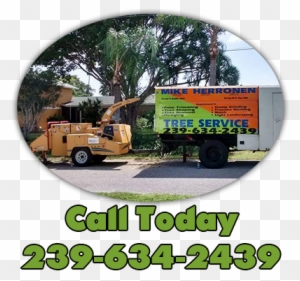 Tree Service Cape Coral Specializes In Grinding Any - Sw Fl Tree Service
