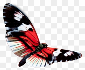 Red Butterfly Png - Hd Wallpaper In Beautiful Butterfly
