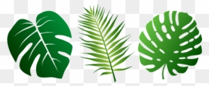 Download Jungle Leaf Clipart Transparent Png Clipart Images Free Download Clipartmax