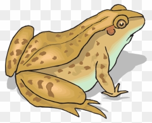 Toad - Yellow Toad - Full Size PNG Clipart Images Download