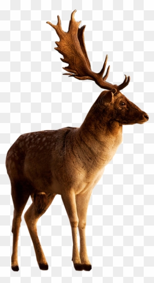 Male Deer Looking To Side - Png Stock On Deviantart