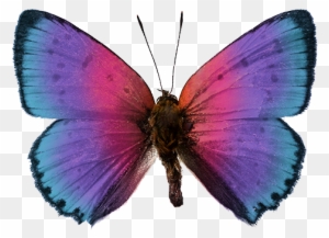 Portal Sobre Mariposas - Discover Butterflies & Moths: Level 2 Reader