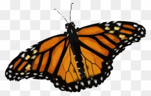 Butterfly, Monarch Butterfly, Danaus Plexippus - Life Cycle Of A Butterfly