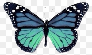 Overlay, Butterfly, And Png Image - Equation That Couldn't Be Solved