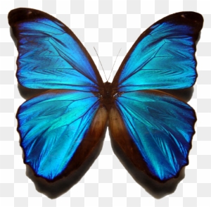 Blue Morpho Butterfly - World Most Beautiful Butterfly