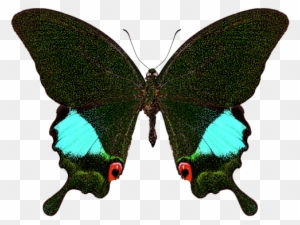 Bleed Area May Not Be Visible - Papilio Karna Irauana