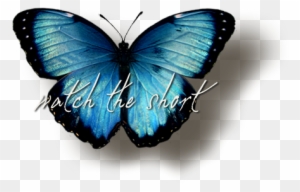 Now Pic Of Butterfly Png Images Transparent Free Download - Blue Butterfly