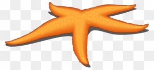 Pin Starfish Clipart - Star Fish Vector Png