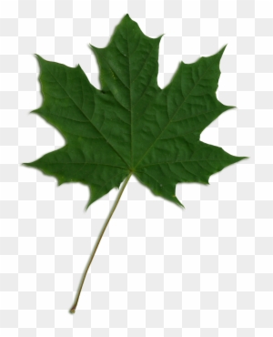 Sycamore Tree Leaf Png Transparent Sycamore Tree Leaf - Green Maple Leaf Png