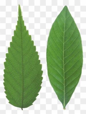 Green Leaf Png - Portable Network Graphics