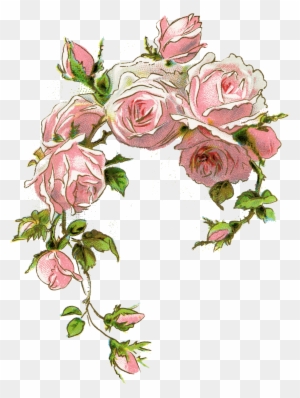 Pin By Jolanta Niewiadomska On Kwiaty2 - Vintage Pink Roses