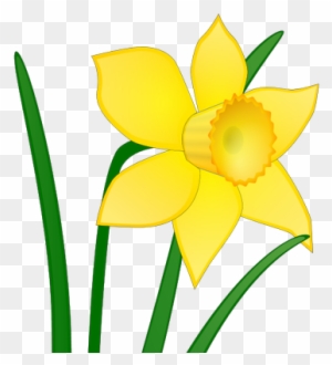 Bargoed Bowling Club - Daffodil Clip Art - Free Transparent PNG Clipart ...