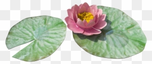 Download Water Lily Free Png Photo Images And Clipart - Water Lily Png