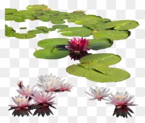 Lily Clipart Aquatic Plant - Water Lily Transparent