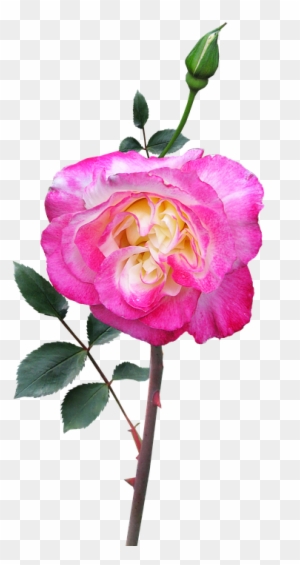 Rose, Stem, Flower, Double Delight - Pixabay