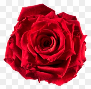 Preserved Rose Red-passion - Roses Pictures To Cut Out