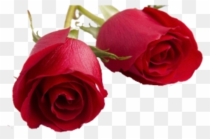 Valentines Day Roses Png Transparent Image - Happy Rose Day My Love