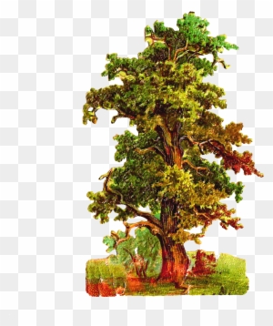 This Is A Very Detailed Oak Tree Graphic That I Created - Vintage Oak Tree Png