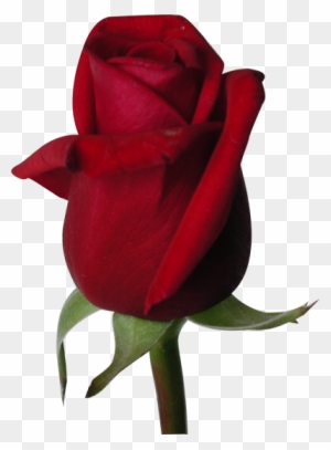 wallpaper patterns wallpaper backgrounds iphone wallpapers rose rose flower wall paper