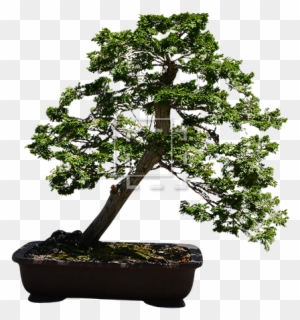 Parent Category - Bonsai Tree Transparent Background