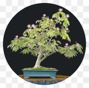 Muda Pequena De Mimosa Sensitiva - Mimosa Bonsai - Free Transparent PNG  Clipart Images Download