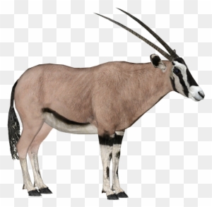 19 MAYIS 2019 CUMHURİYET PAZAR BULMACASI SAYI : 1729 - Sayfa 3 86-866504_beisa-oryx-beisa-oryx