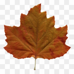 Leaves - Brown Leaf Png