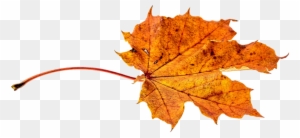 Autumn Leaf Clipart 27, - Autumn Leaf Transparent
