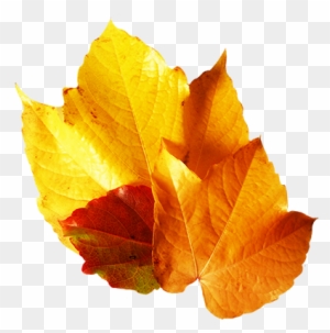 Yellow Fall Leaf Clip Art - Maple Leaf