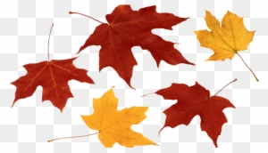 Fall Leaf Hd Images - Png Maple Leaf