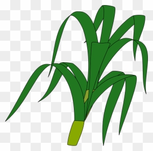 Jungle Plants Cliparts 20, Buy Clip Art - Corn Stalk Clip Art