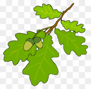 Leaf Identification - Oak Tree Leaf Cartoon