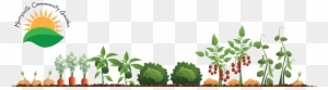 Community Clipart Community Gardening - Vegetable Garden Illustration