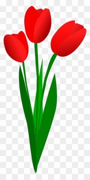 Three Tulips, Flowers, Red, Spring, Blossom, Blooming, - Red Tulip Clip Art