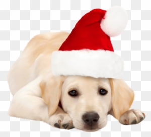 Dog With Santa Hat Png Clipart Best Web Clipart Dog - Golden Retriever Funny Animated Gifs