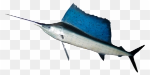 Ocean Fish Png Hd - Fish With Long Dorsal Fin