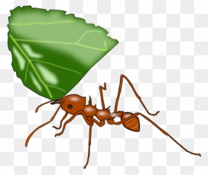 Ant Clipart Vector - New Jersey Institute Of Technology