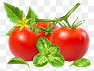 San Marzano Tomato Royalty-free Vegetable Clip Art - Vector Tomato ...